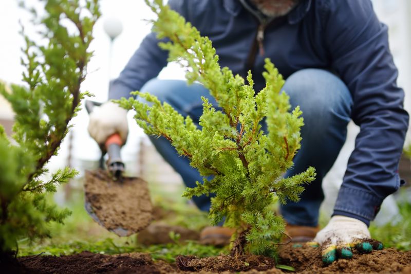 Bush Planting Service in Honolulu, HI