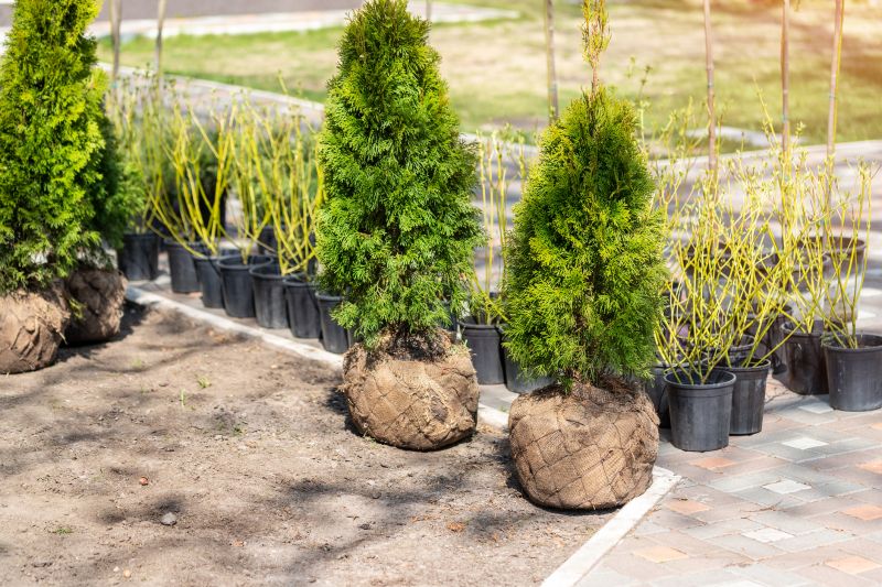 Bush Replacement in Honolulu, HI