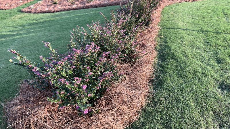 Hedge Planting in Honolulu, HI