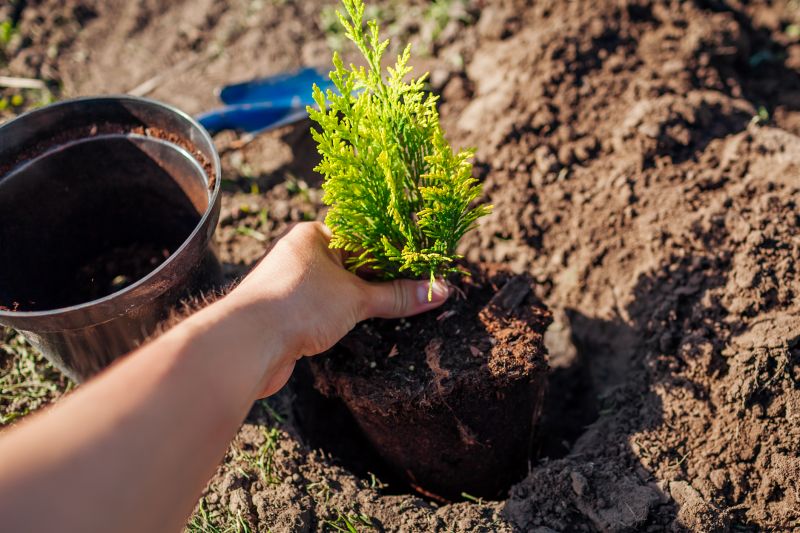 Japanese Cherry Tree Planting in Honolulu, HI