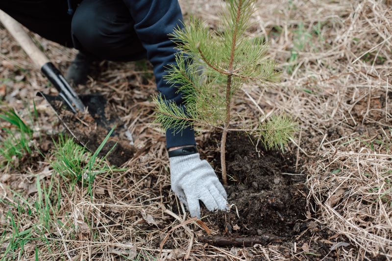 Maple Tree Planting in Honolulu, HI