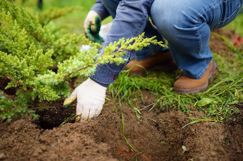 Oak Tree Planting in Honolulu, HI