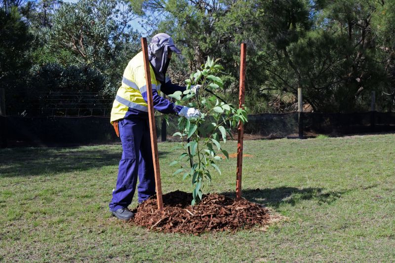Ornamental Tree Planting in Honolulu, HI