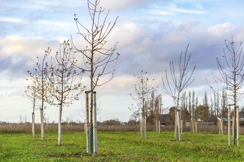 Pear Tree Planting in Ventura County, CA