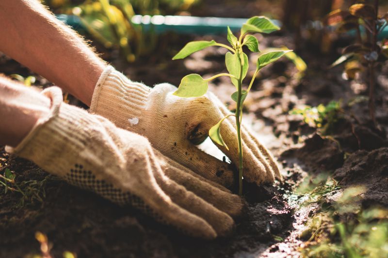 Perennials Planting in Honolulu, HI