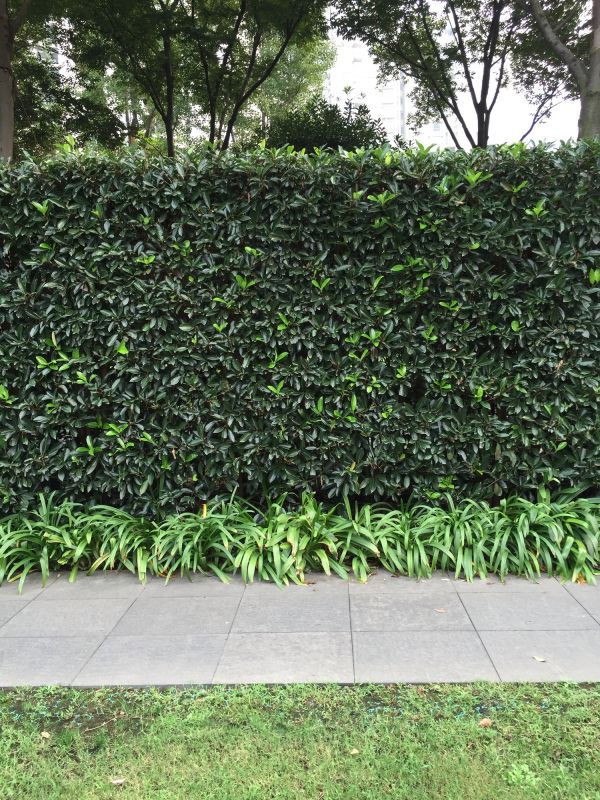 Shrub Landscaping in Ventura County, CA