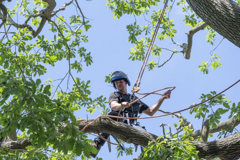 Tree Cabling Service in Reno, NV