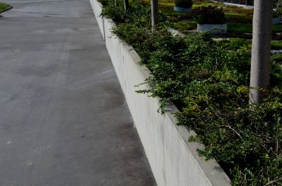Tree Edging Installation in Citrus County, FL