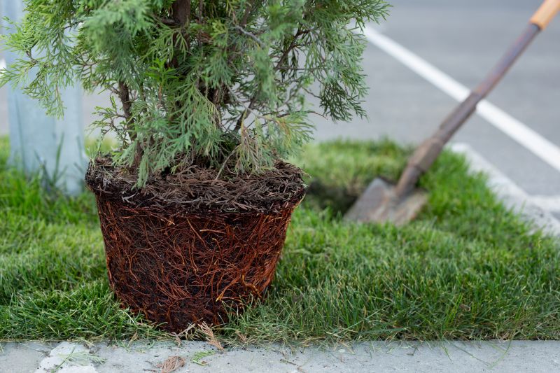 Tree Installation Service in Honolulu, HI