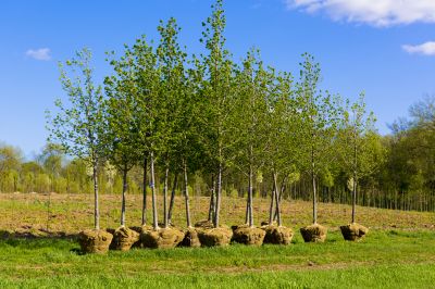 Tree Installation Service in Ventura County, CA