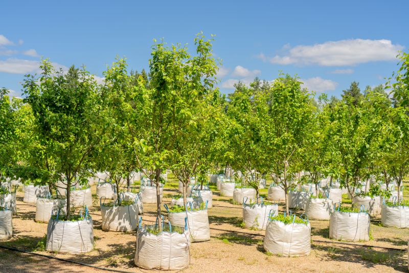 Orchard Planting in Ventura County, CA